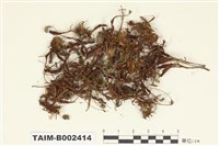 藏品(小金髮苔屬)的圖片